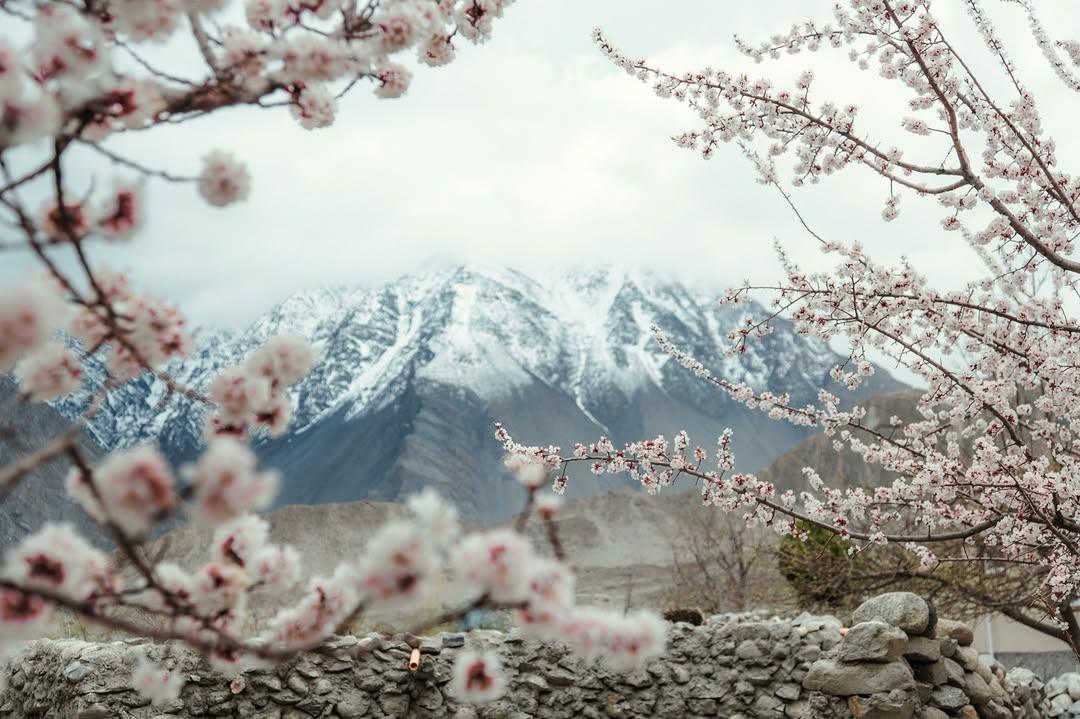PAKISTAN MÙA XUÂN 2026 – HUNZA, NƠI HOA NỞ GIỮA TRỜI TUYẾT - HÀNH TRÌNH ĐẸP NHẤT NĂM