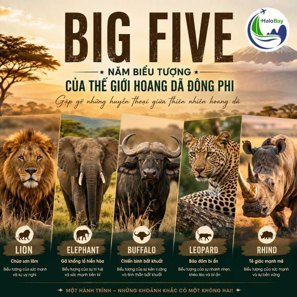 BIG FIVE CHÂU PHI – 5 BIỂU TƯỢNG HOANG DÃ TRONG HÀNH TRÌNH HUYỀN THOẠI ĐÔNG PHI