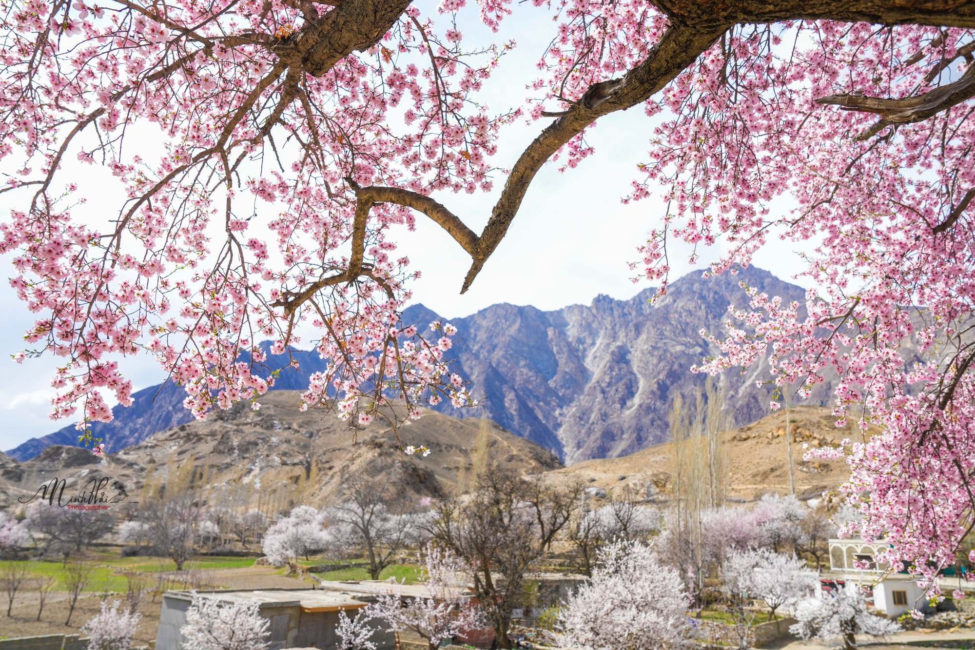 VÌ SAO NÊN KHÁM PHÁ PAKISTAN MÙA XUÂN 2026 CÙNG HALOBAY