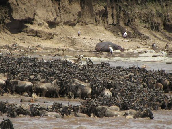 Great Migration kỳ quan sống của thiên nhiên châu Phi