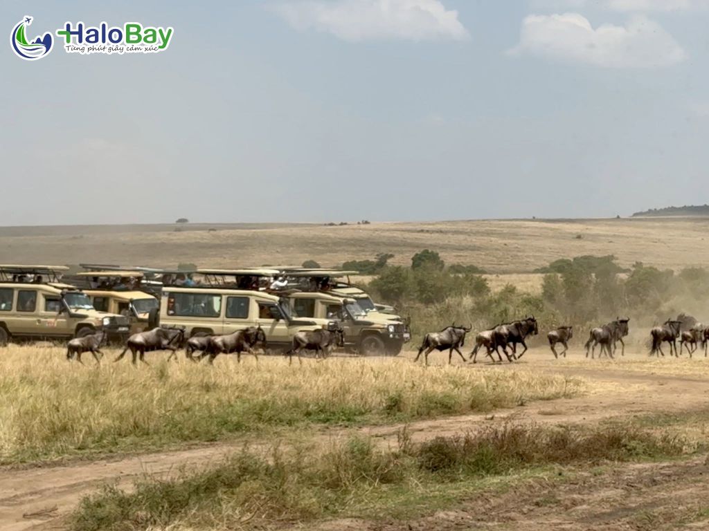 Great Migration kỳ quan sống của thiên nhiên châu Phi