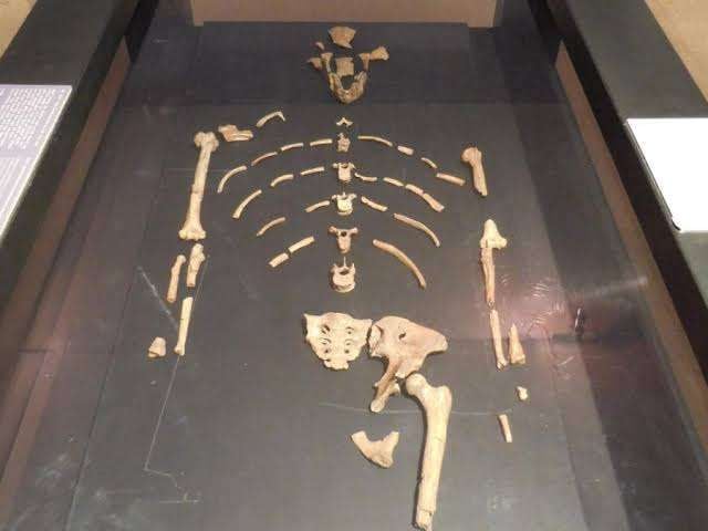 Lucy Ethiopia hóa thạch Australopithecus afarensis 3,2 triệu năm