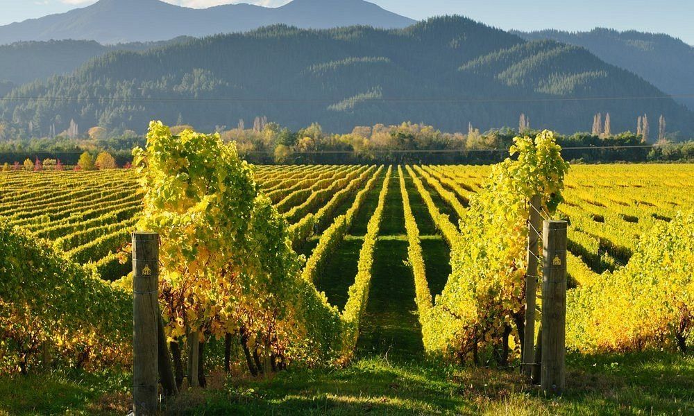 Kakheti vùng rượu vang nổi tiếng của Georgia