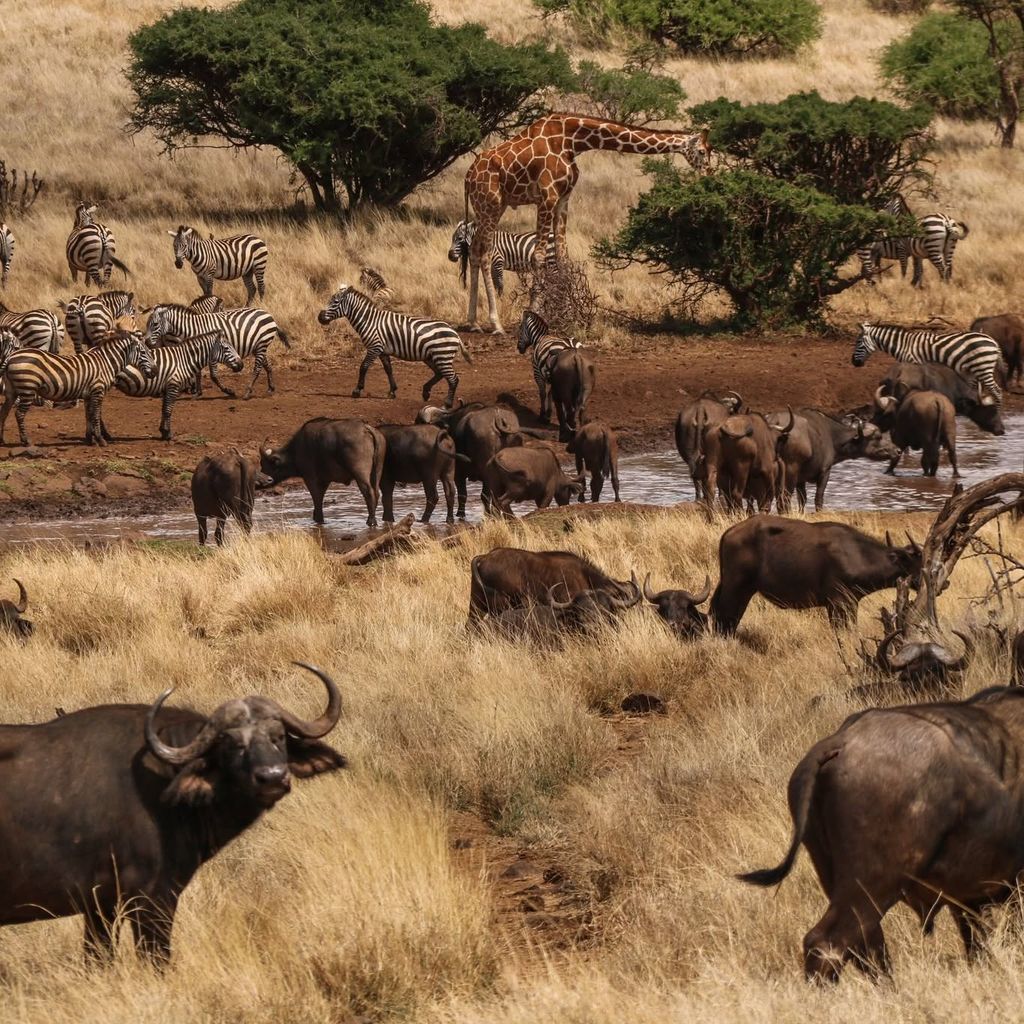 Maasai Mara Kenya trong mùa Đại Di Cư Châu Phi