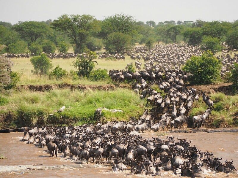 Serengeti Tanzania trong Cuộc Đại Di Cư Châu Phi