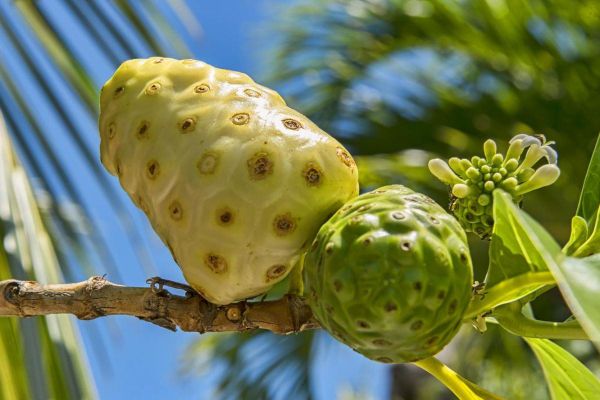 CÔNG DỤNG TUYỆT VỜI CỦA TRÁI NHÀU CÓ THỂ BẠN CHƯA BIẾT (Và Lợi Ích Từ Nước Cốt Trái Nhàu)