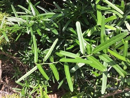 Trà Xáo Tam Phân: Có Thật Sự Là 
