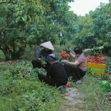 Junbucha Vải Mộc: Khi vải thiều Bắc Giang tìm thấy một đời sống mới trong đồ uống lên men