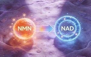 NAD+ và NMN: “Cải lão hoàn đồng” thực sự hay chỉ là cơn sốt marketing nhất thời?