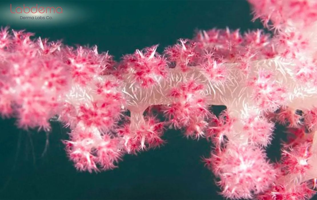 Spicule có thật sự là “lăn kim dạng bôi” cho làn da?