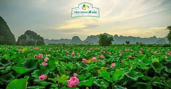 Trà Đinh Ướp Sen Ngọc Tỉnh Liên: Tinh hoa văn hóa thưởng trà Việt Nam