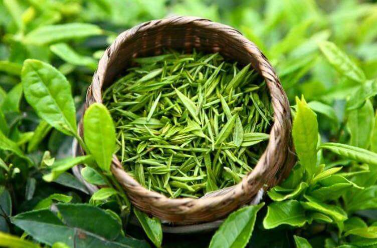 HỒN CỐM TRONG LÁ CHÈ: BÍ MẬT CỦA NGHỆ NHÂN TÂN CƯƠNG XANH QUA NGHỆ THUẬT SAO CHÈ THỦ CÔNG