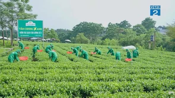 BÍ QUYẾT PHA TRÀ ĐẠT CHUẨN: NGHỆ THUẬT ĐÁNH THỨC TINH HOA TỪ LÁ TRÀ THÁI NGUYÊN