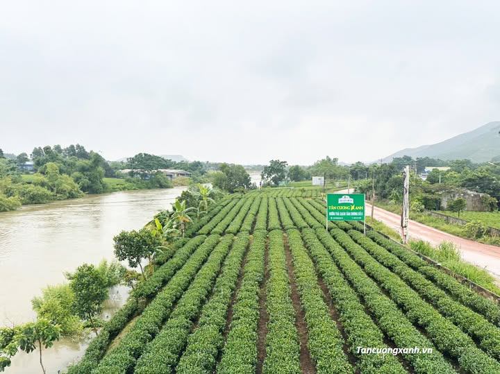 Cây Trà Tân Cương (Thái Nguyên) – Tinh Hoa Thổ Nhưỡng Và Bí Quyết Tạo Nên Hương Vị 