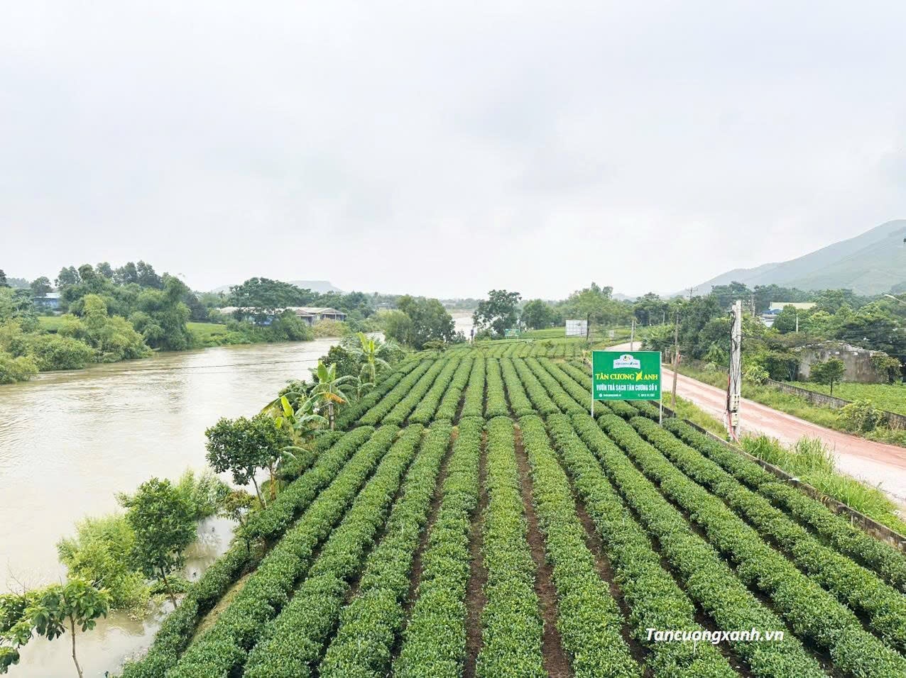 Tinh Hoa Đất Trời Thái Nguyên: Khám Phá Hương Vị Trà Tân Cương Thượng Hạng