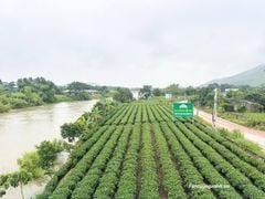 Tinh Hoa Đất Trời Thái Nguyên: Khám Phá Hương Vị Trà Tân Cương Thượng Hạng