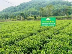 Đồi chè Tân Cương xanh Thái Nguyên – Bản giao hưởng của thiên nhiên và văn hóa trà Việt