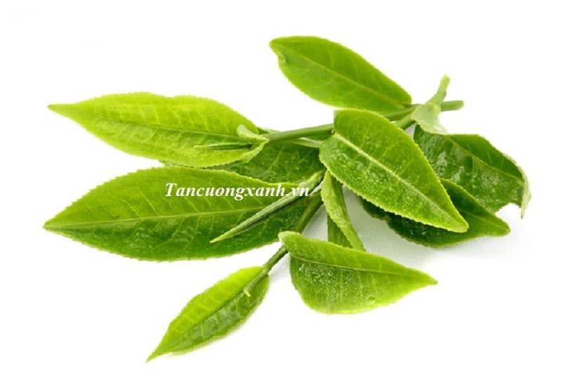 THANH LỌC CƠ THỂ, ĐÓN KHỞI ĐẦU MỚI CÙNG TRÀ XANH THÁI NGUYÊN SẠCH ĐẠT CHUẨN VIETGAP