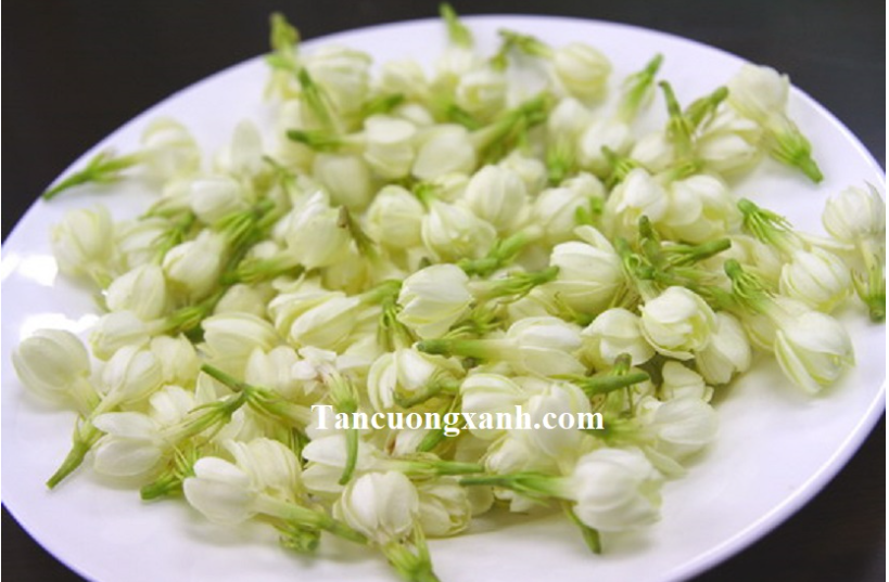 ​​​​​​​ Trà Ướp Nhài – Nàng Thơ Thanh Khiết Giữa Làng Trà Việt