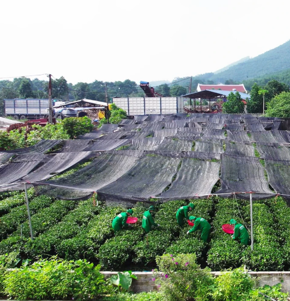 TÂN CƯƠNG XANH: HÀNH TRÌNH MANG TINH HOA TRÀ THÁI ĐI KHẮP MUÔN PHƯƠNG