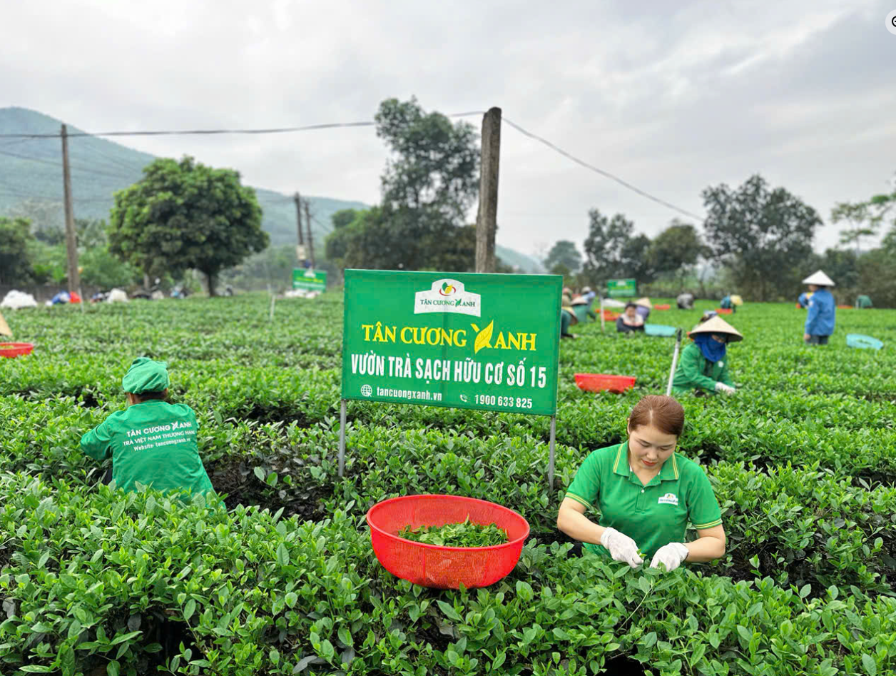 5 Sai lầm phổ biến khi pha trà Thái Nguyên khiến nước bị đỏ và mất hương vị bản sắc