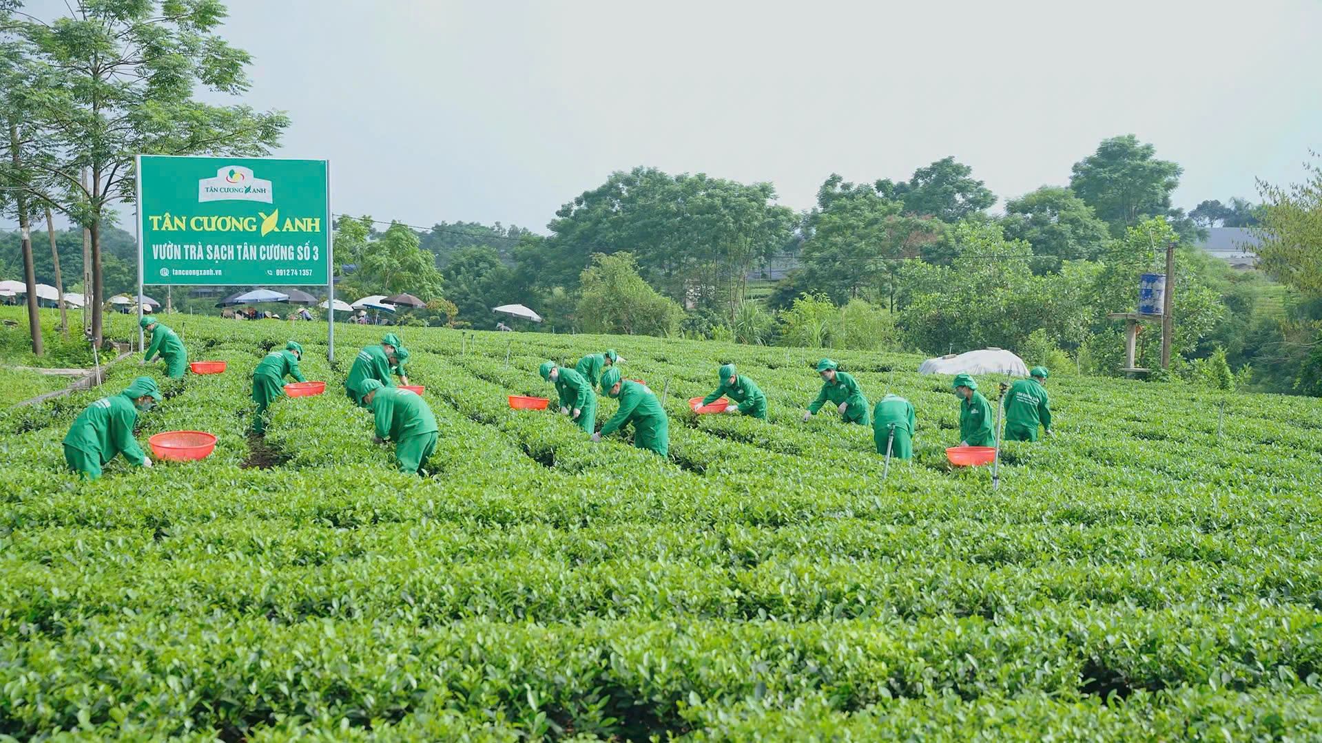 Khai Xuân Đón Lộc: Tại sao chén trà Tân Cương Xanh là khởi đầu hoàn hảo cho năm mới?