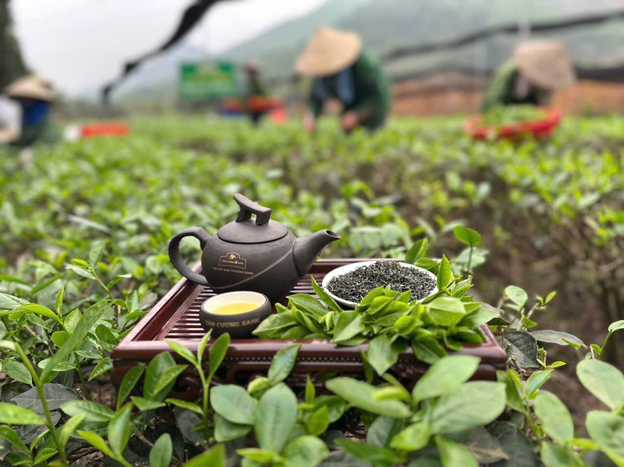 Sức Khỏe Từ Chén Trà: Tinh Hoa Đất Trời Cho Cơ Thể An Yên