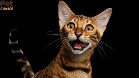 3h sáng nghe tiếng mèo kêu báo hiệu điều gì?