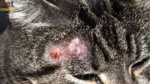 Các bệnh thường gặp ở mèo và cách phòng trị hiệu quả