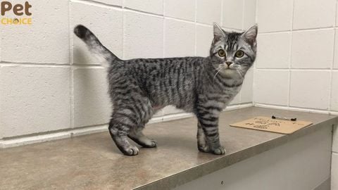 Điểm danh các giống mèo đẹp giá rẻ, đẹp và dễ nuôi nhất hiện nay