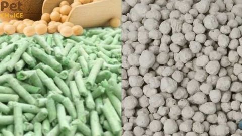 Cát đậu nành và cát đất sét: Loại nào tốt hơn cho mèo?
