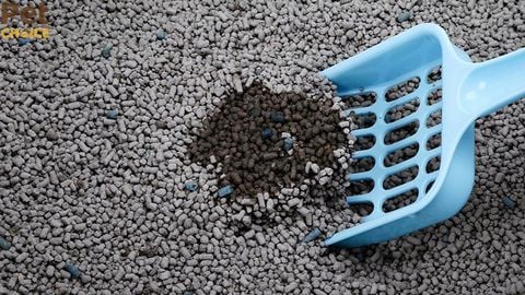 Cát mèo than hoạt tính có tốt không? Khả năng khử mùi thế nào?