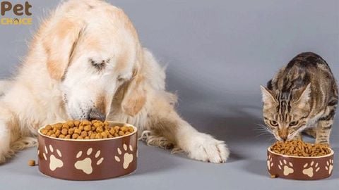 Góc giải đáp: Cho chó ăn hạt mèo được không?