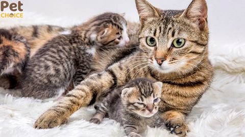 Có nên tắm cho mèo mẹ sau sinh không?