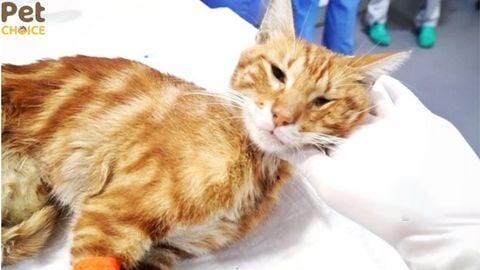 Những dấu hiệu mèo bị giun dễ nhận biết nhất bằng mắt thường