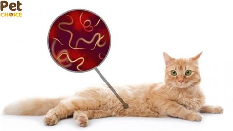 Triệu chứng, dấu hiệu mèo bị giun sán và các chữa trị nhanh hết