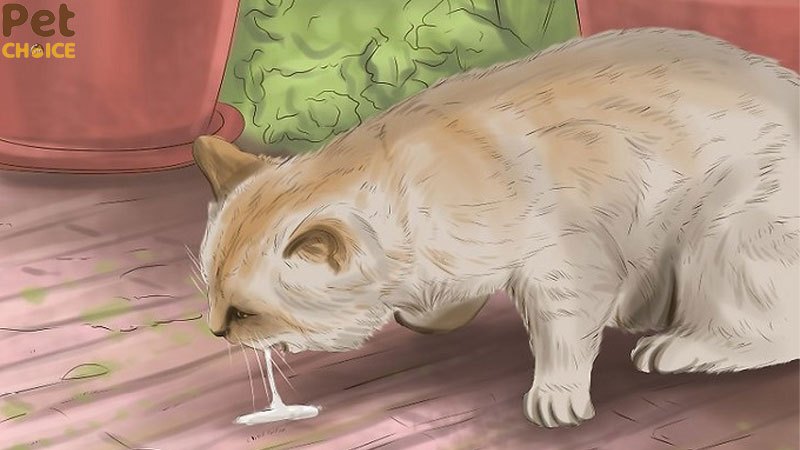 Những biểu hiện và dấu hiệu mèo bị sán các Sen cần biết – petchoice