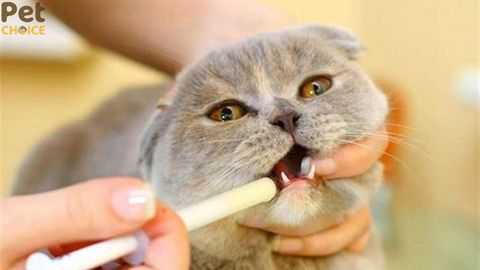 Lịch tẩy giun cho mèo theo độ tuổi và loại thuốc, liều dùng đúng