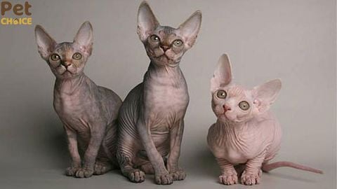 Đặc điểm, giá bán mèo Ai Cập - Giống mèo Sphynx không lông đặc biệt
