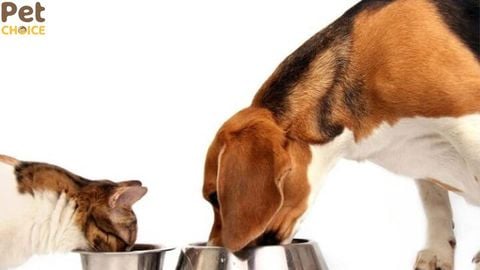 Cho mèo ăn hạt của chó được không?
