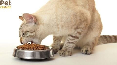 Cho mèo ăn hạt nhiều có tốt không? Một số điều cần lưu ý