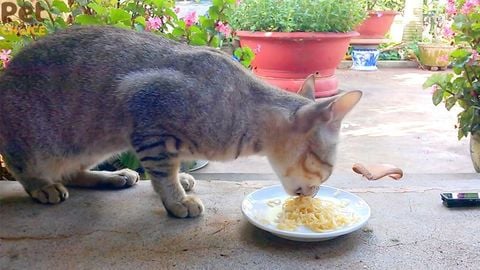 Mèo ăn mì tôm được không? Có nên cho mèo ăn mì tôm?
