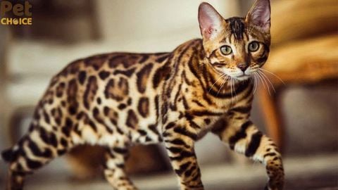 Mèo Bengal: Nguồn gốc, đặc điểm, cách nuôi và giá bán