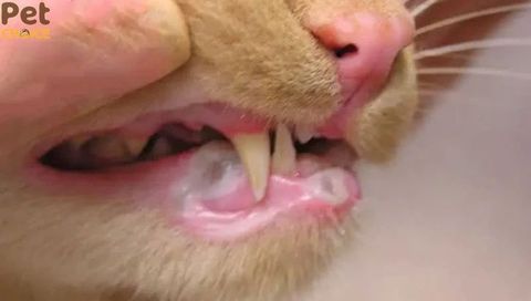 Mèo bị lở miệng: nguyên nhân, dấu hiệu nhận biết và cách điều trị