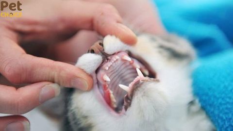 Nguyên nhân mèo bị nấm miệng, cách phòng và điều trị nhanh khỏi