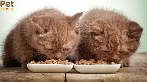 Mèo con mấy tháng ăn được hạt? Cần lưu ý gì?
