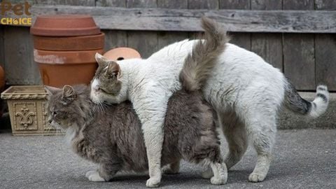 Chu kỳ và thời gian mèo động dục bao lâu?