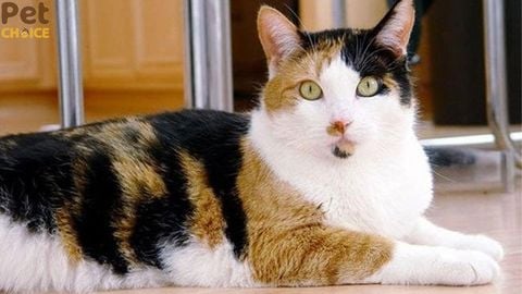 Góc giải đáp: mèo đực có vú không?