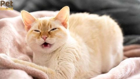 Nguyên nhân mèo hắt xì liên tục và những triệu chứng cần chú ý