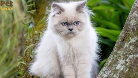 Mèo Himalaya: Nguồn gốc, đặc điểm, cách chăm sóc và giá bán